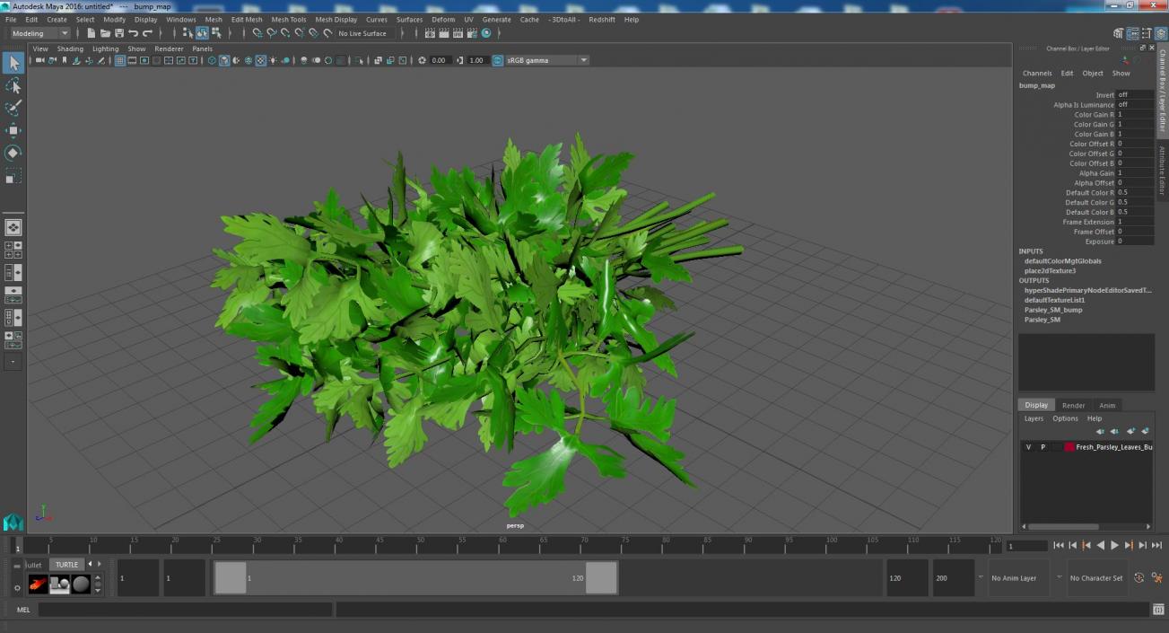 3D Fresh Parsley Leaves Bunch