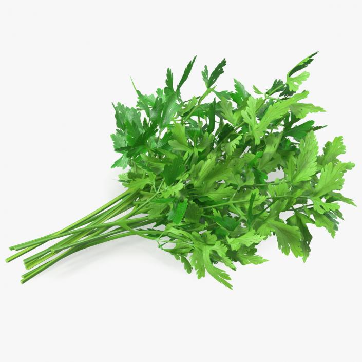 3D Fresh Parsley Leaves Bunch