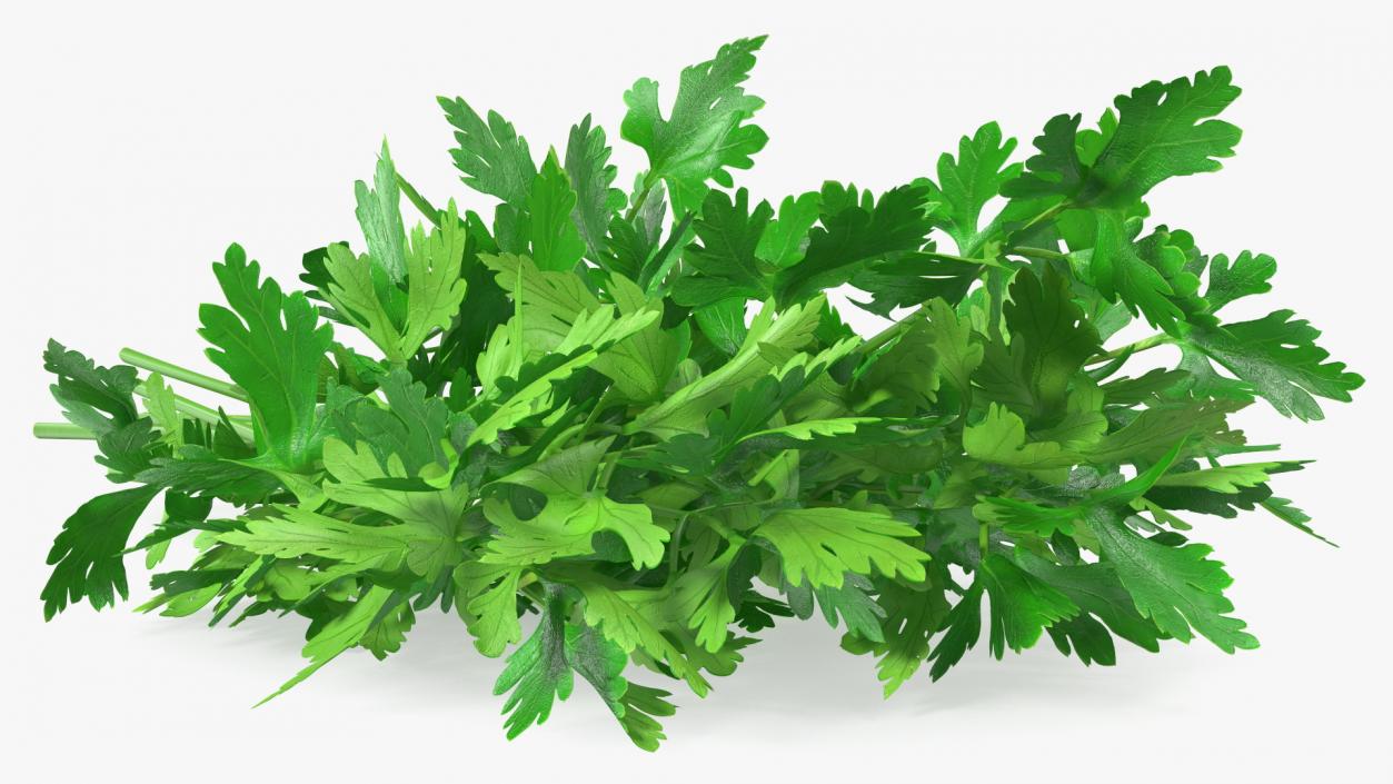 3D Fresh Parsley Leaves Bunch