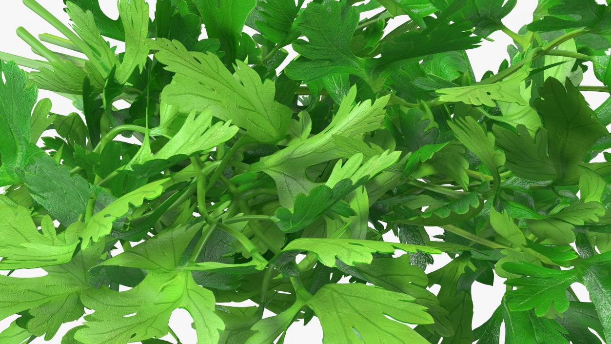 3D Fresh Parsley Leaves Bunch