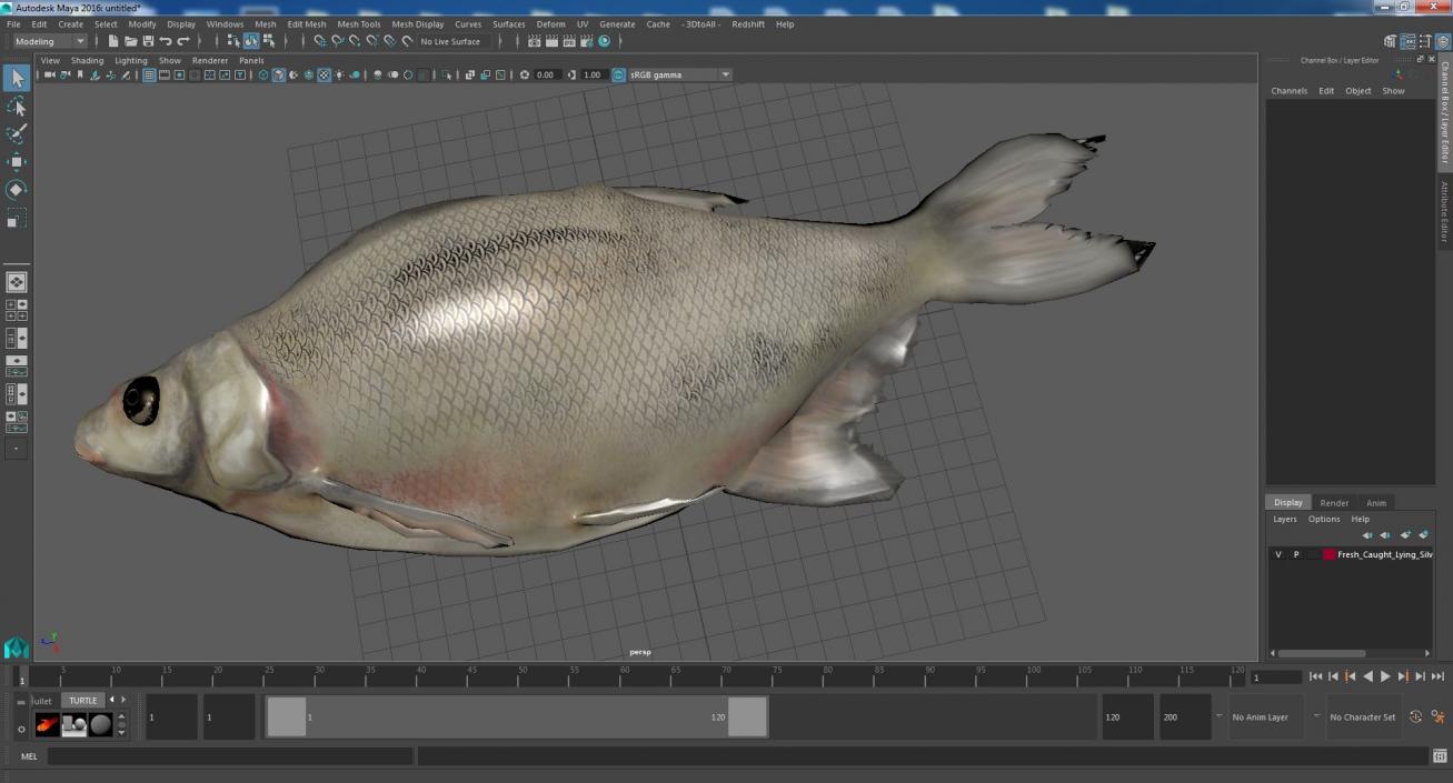 3D Fresh Caught Lying Silver Bream Fish