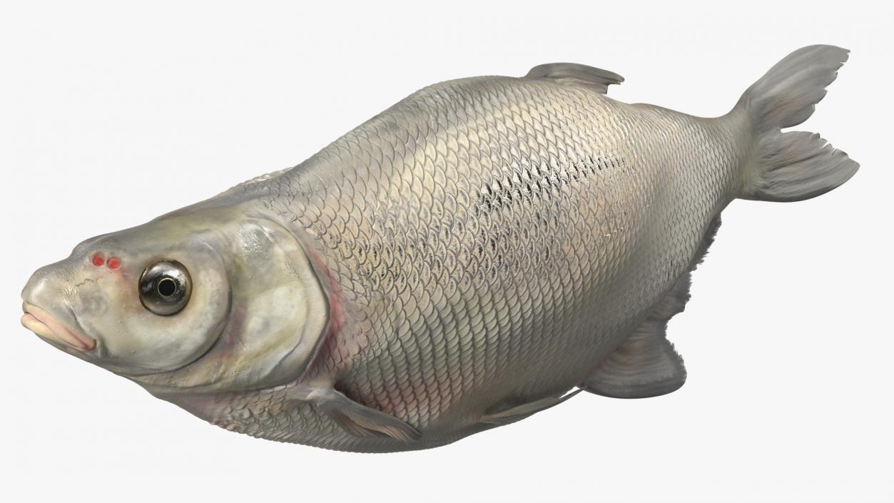 3D Fresh Caught Lying Silver Bream Fish