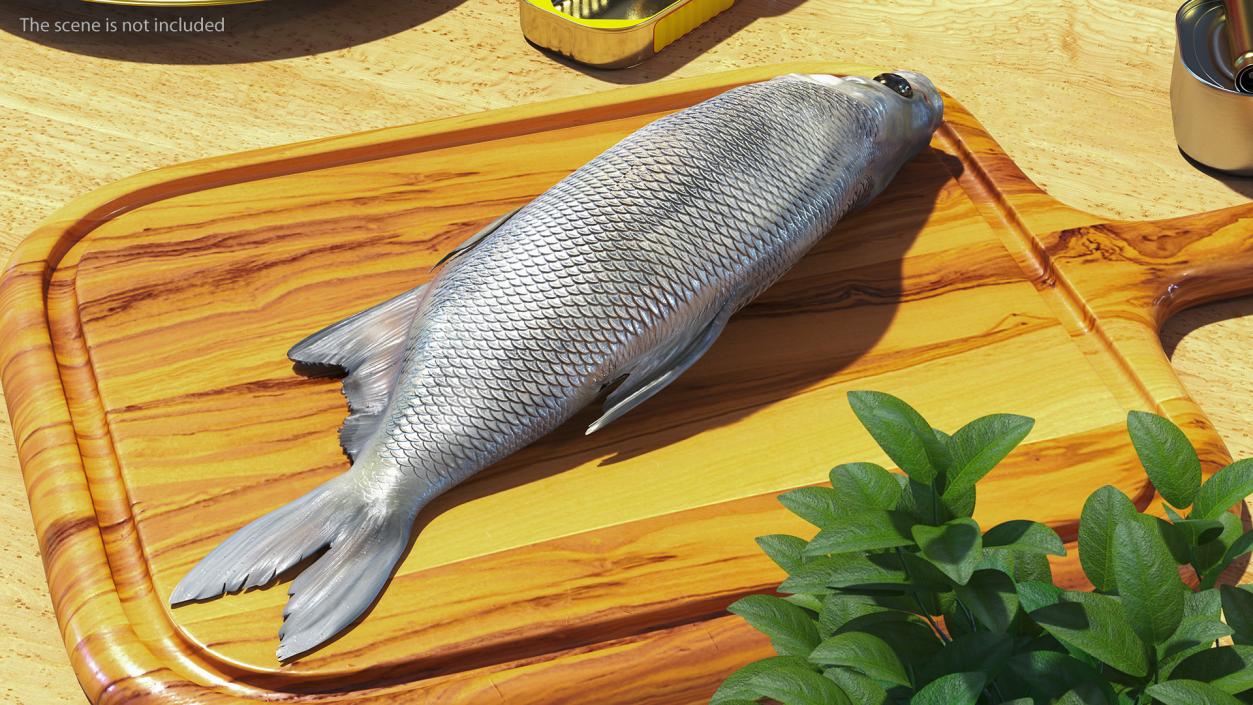 3D Fresh Caught Lying Silver Bream Fish