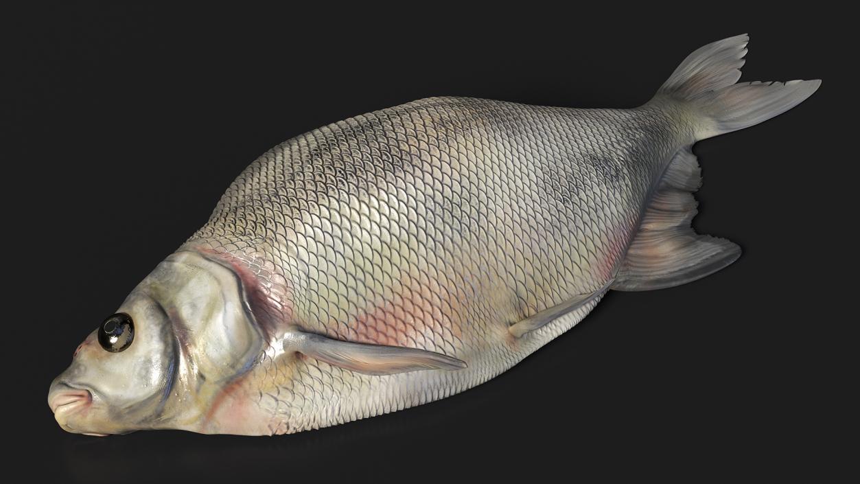 3D Fresh Caught Lying Silver Bream Fish