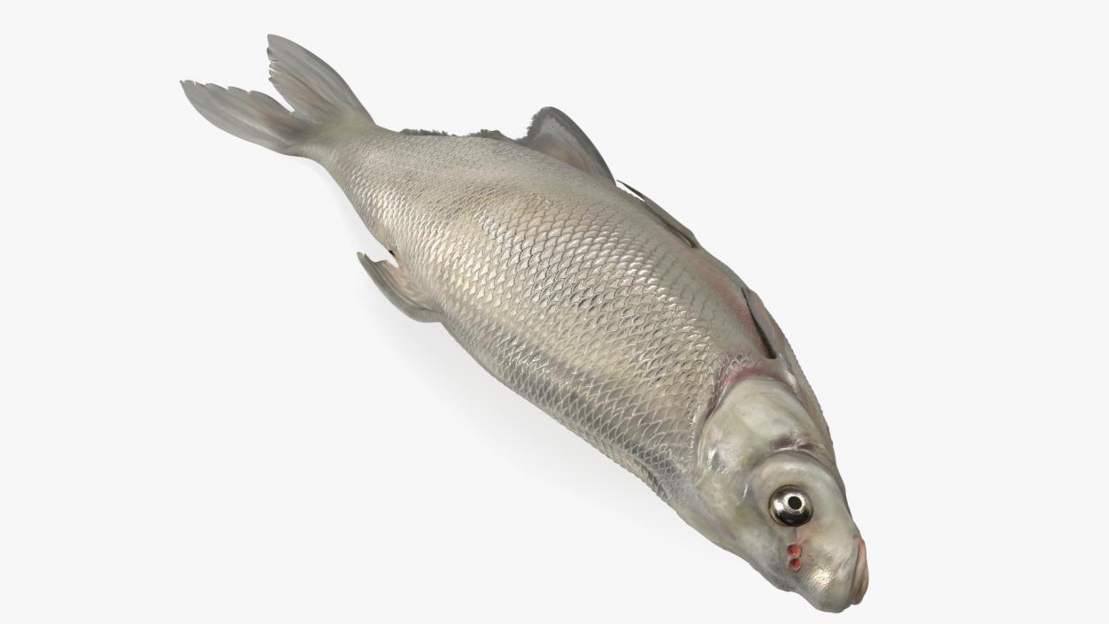 3D Fresh Caught Lying Silver Bream Fish