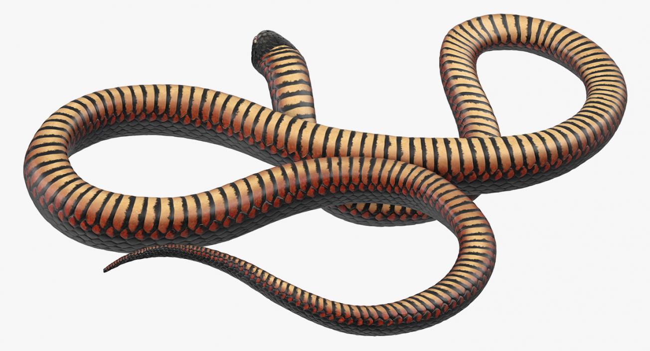 Rigged Snakes 3D Models Collection 3D model