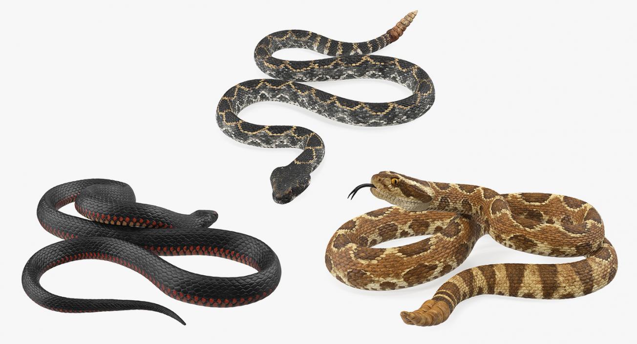 Rigged Snakes 3D Models Collection 3D model