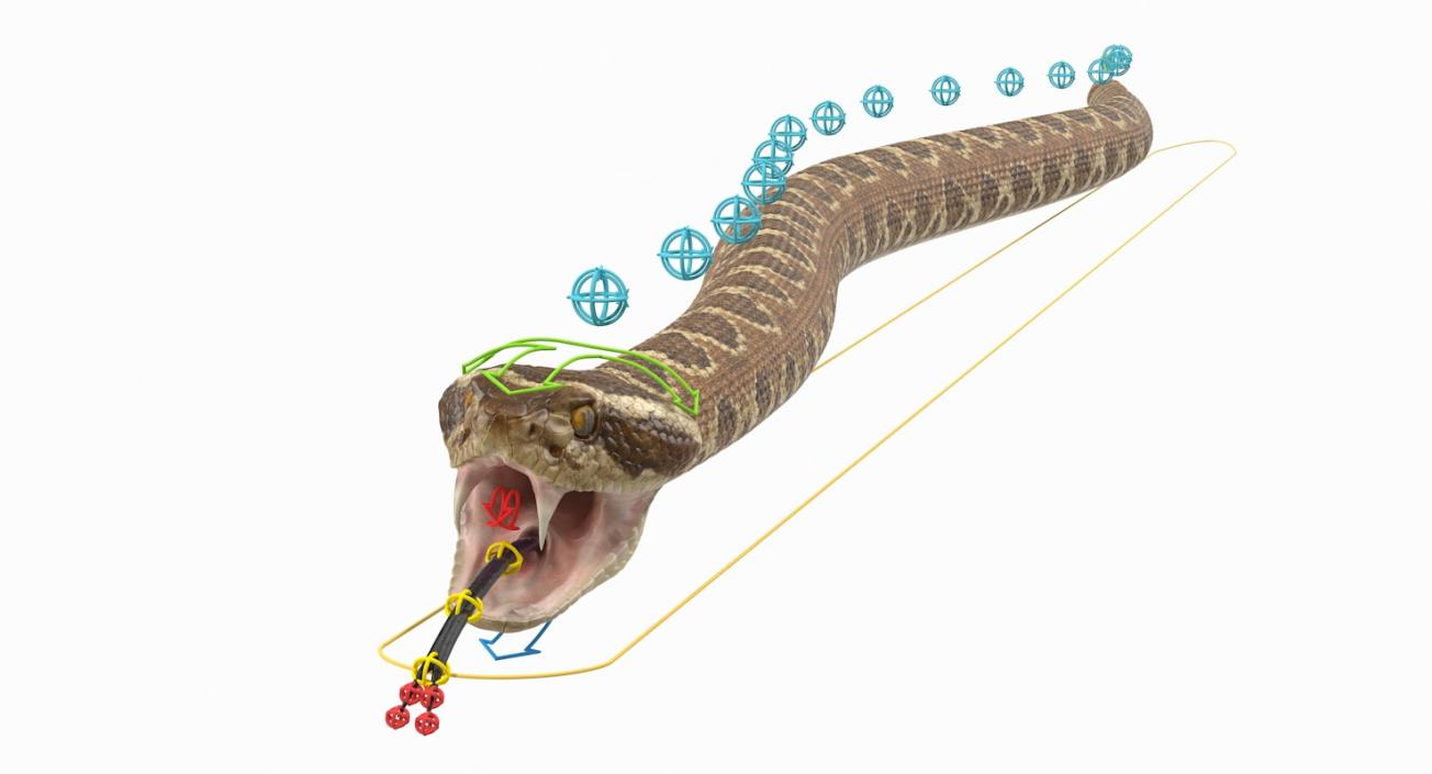 Rigged Snakes 3D Models Collection 3D model