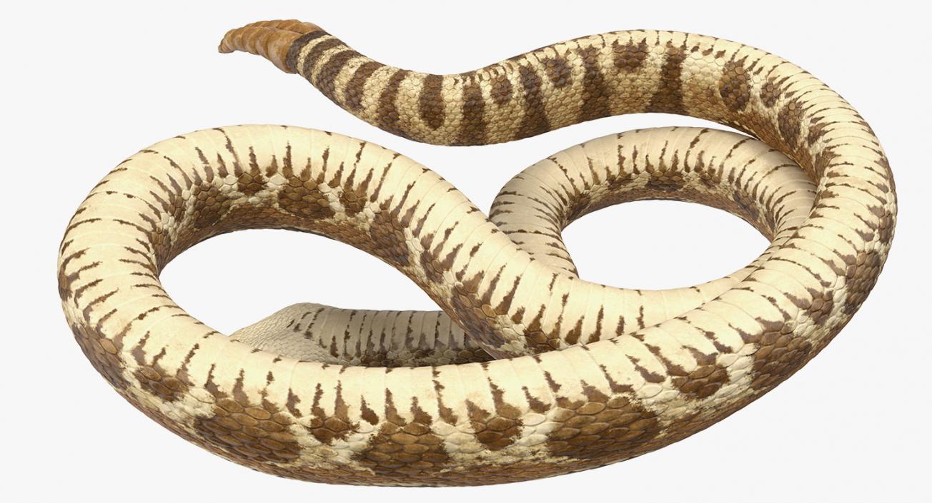 Rigged Snakes 3D Models Collection 3D model