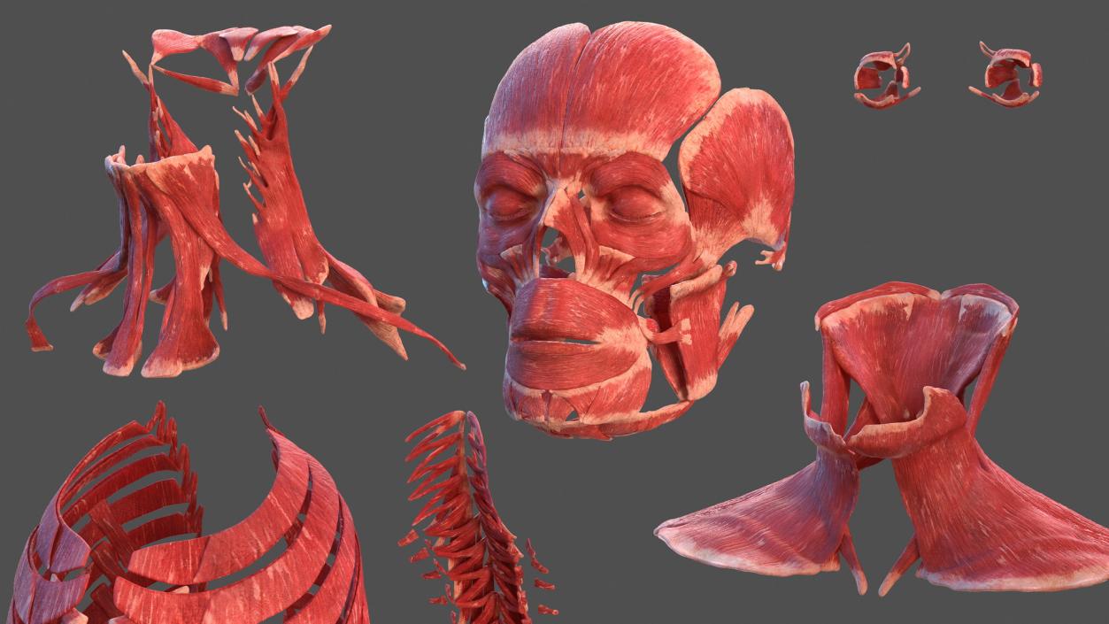 3D Male Skeleton and Muscular System model