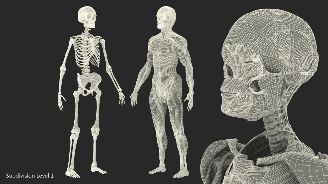 3D Male Skeleton and Muscular System model