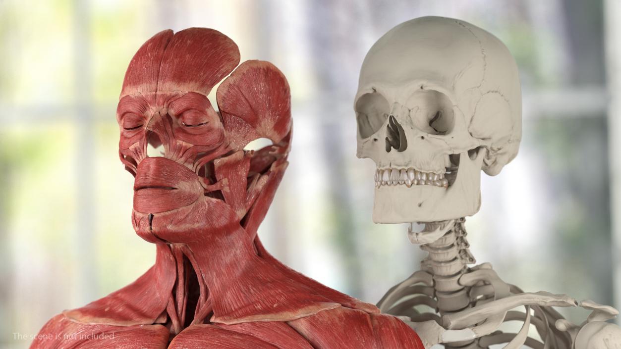 3D Male Skeleton and Muscular System model