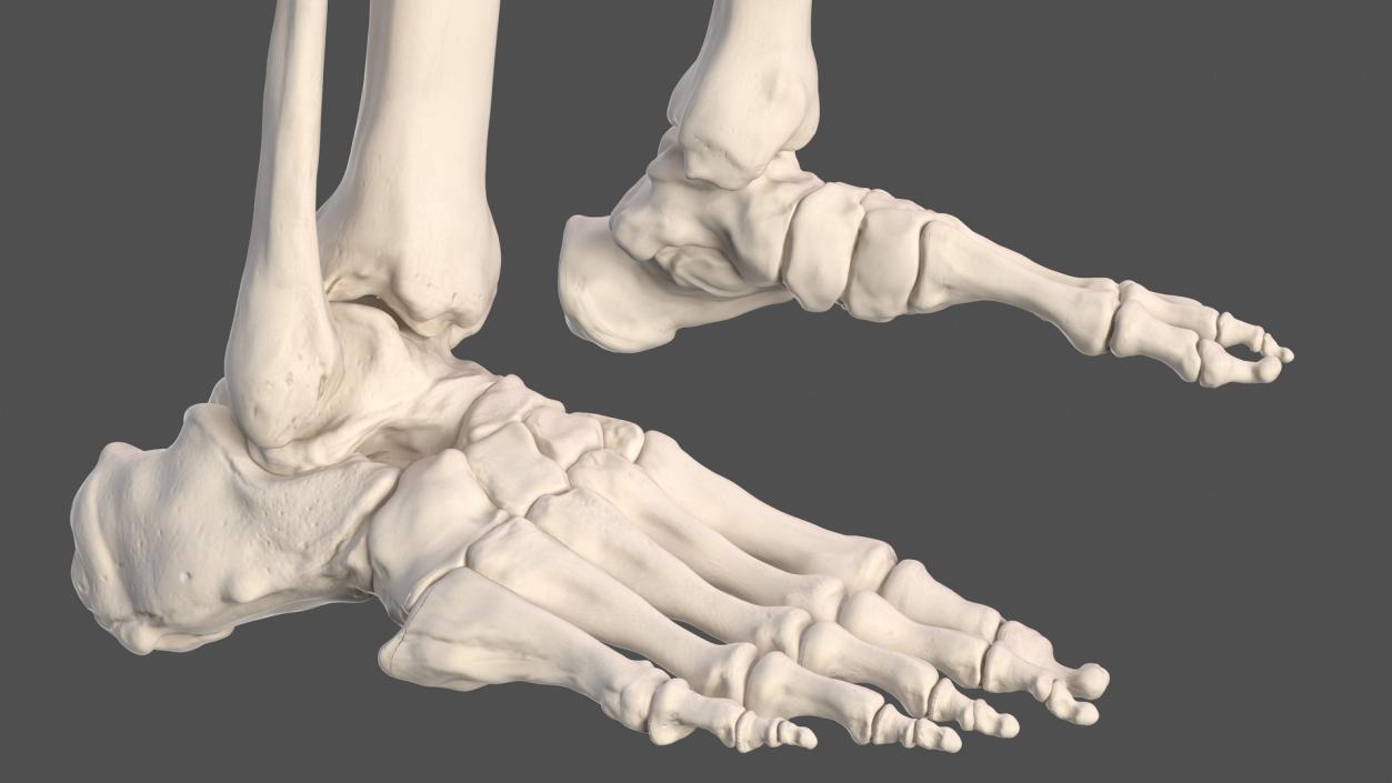 3D Male Skeleton and Muscular System model