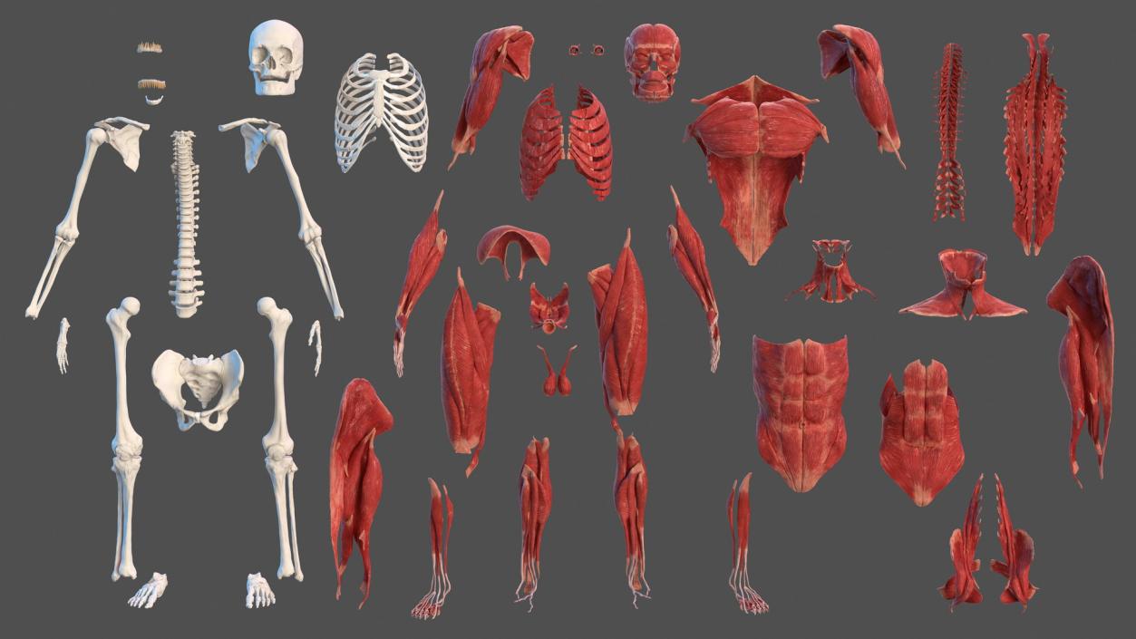 3D Male Skeleton and Muscular System model