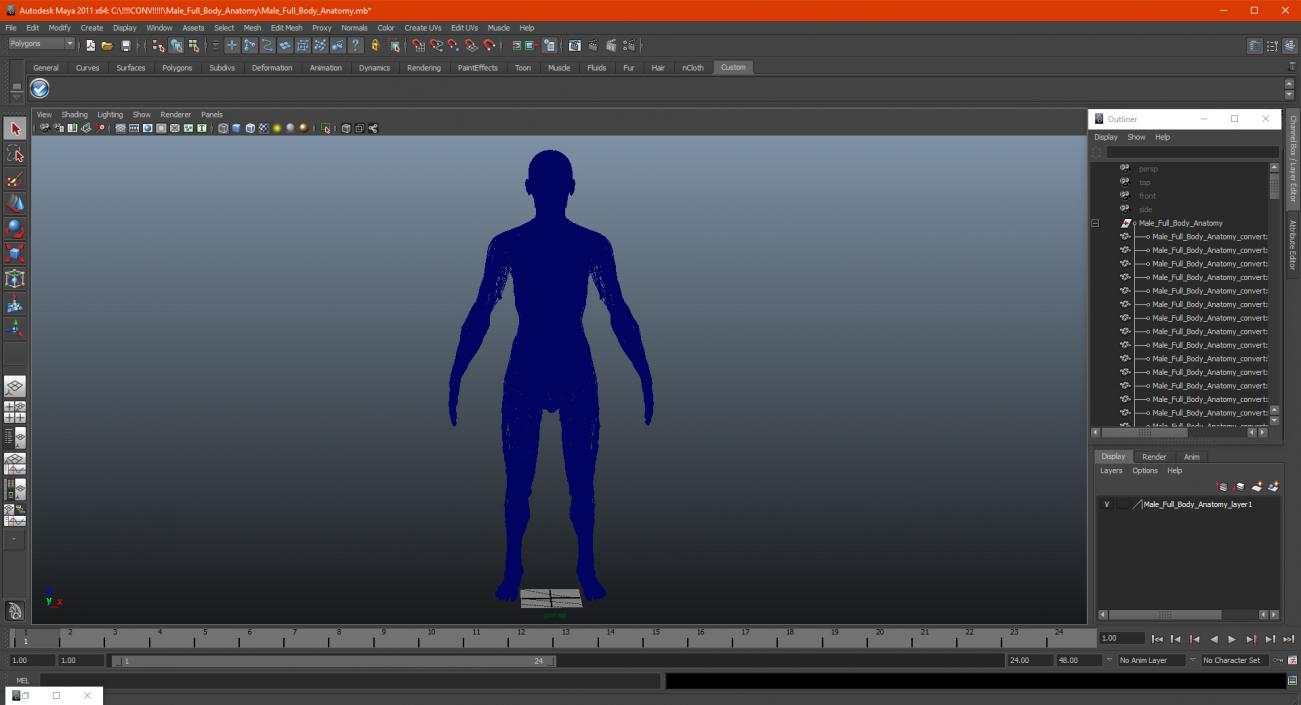 3D Male Skeleton and Muscular System model