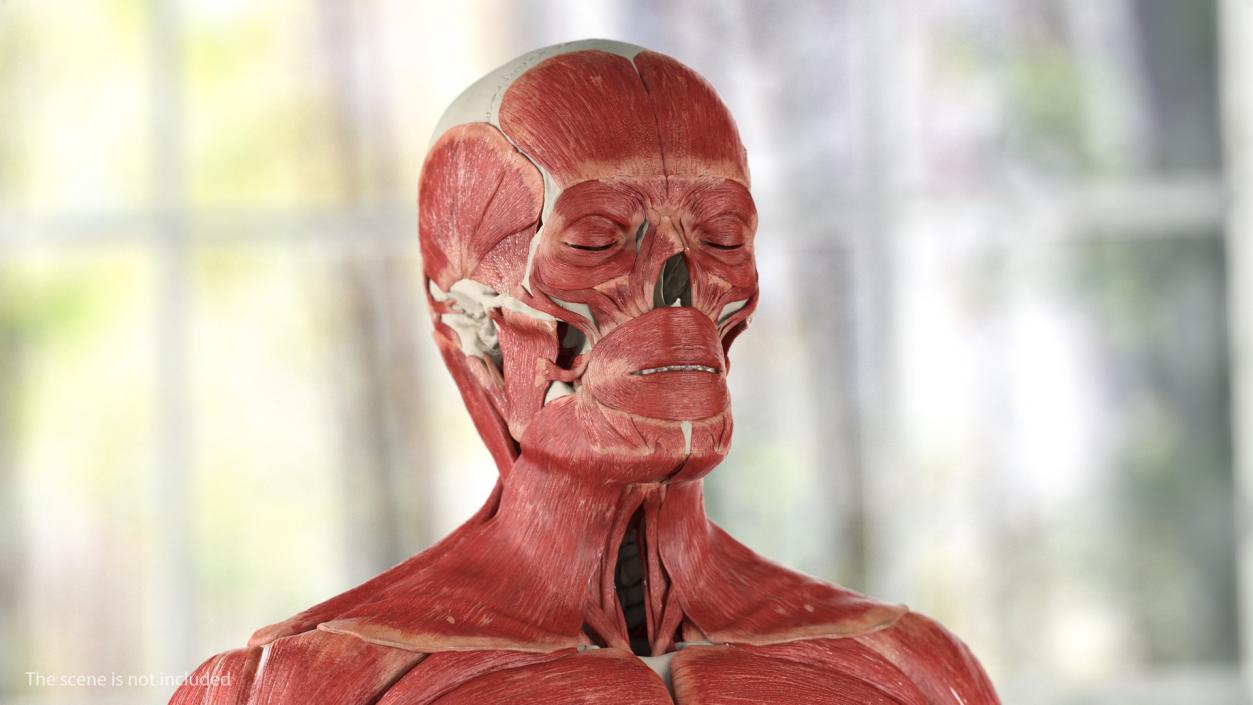 3D Male Skeleton and Muscular System model