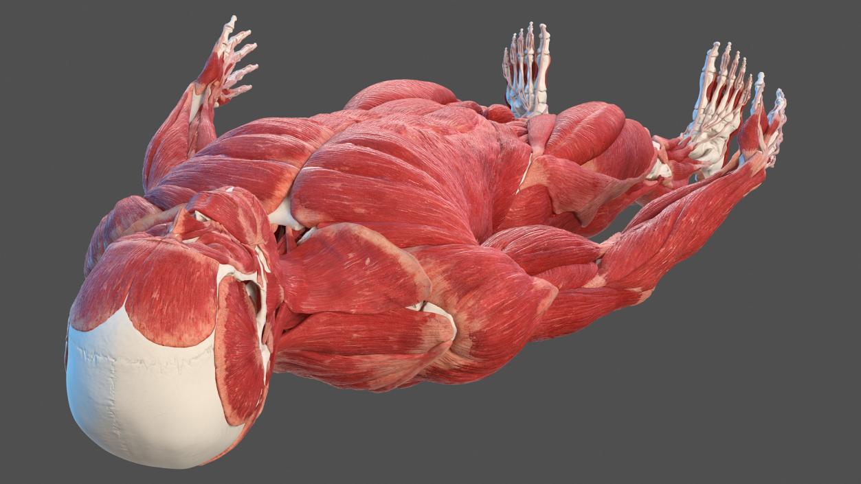 3D Male Skeleton and Muscular System model