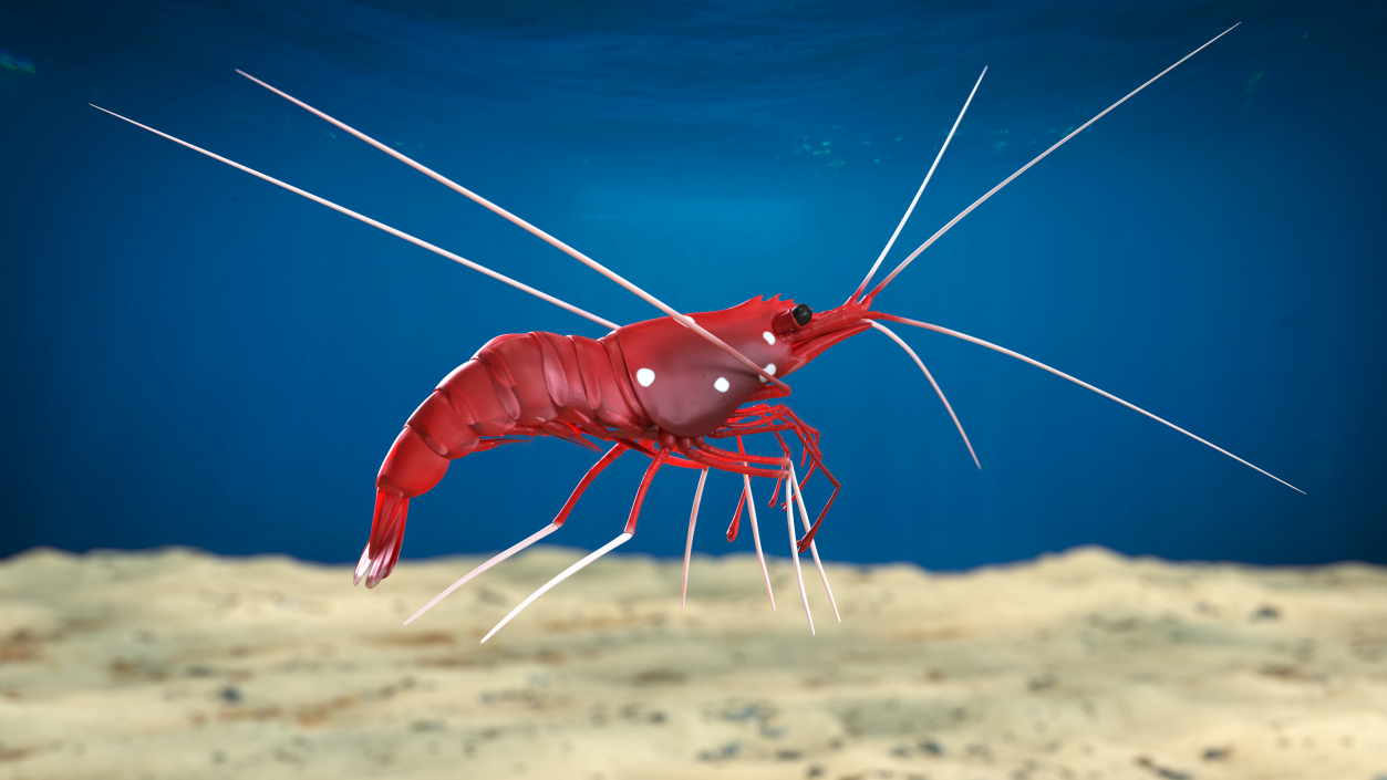 3D Fire Blood Shrimp Rigged Fur model