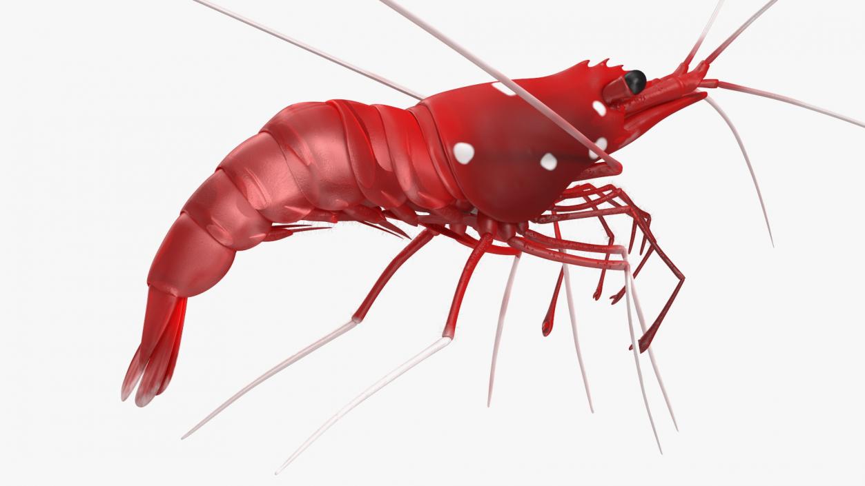 3D Fire Blood Shrimp Rigged Fur model