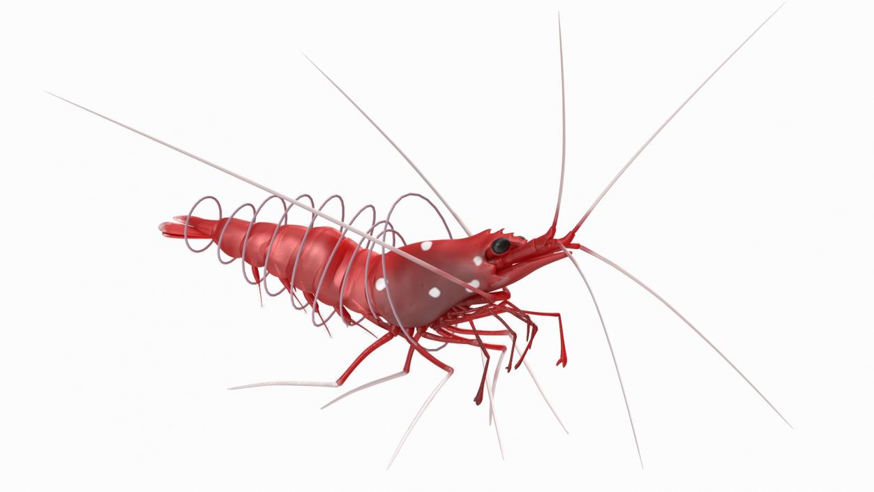 3D Fire Blood Shrimp Rigged Fur model