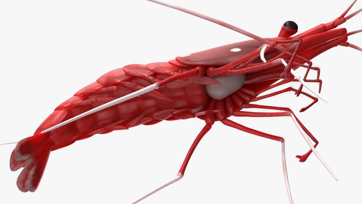 3D Fire Blood Shrimp Rigged Fur model