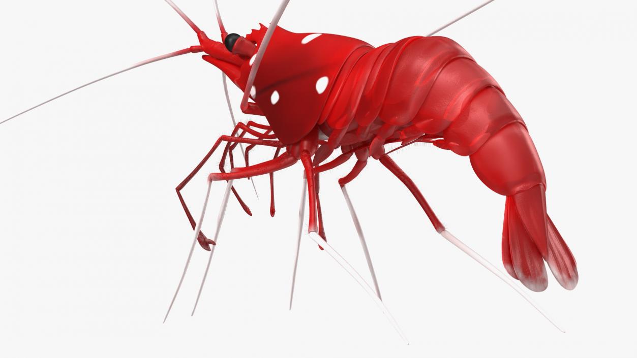 3D Fire Blood Shrimp Rigged Fur model