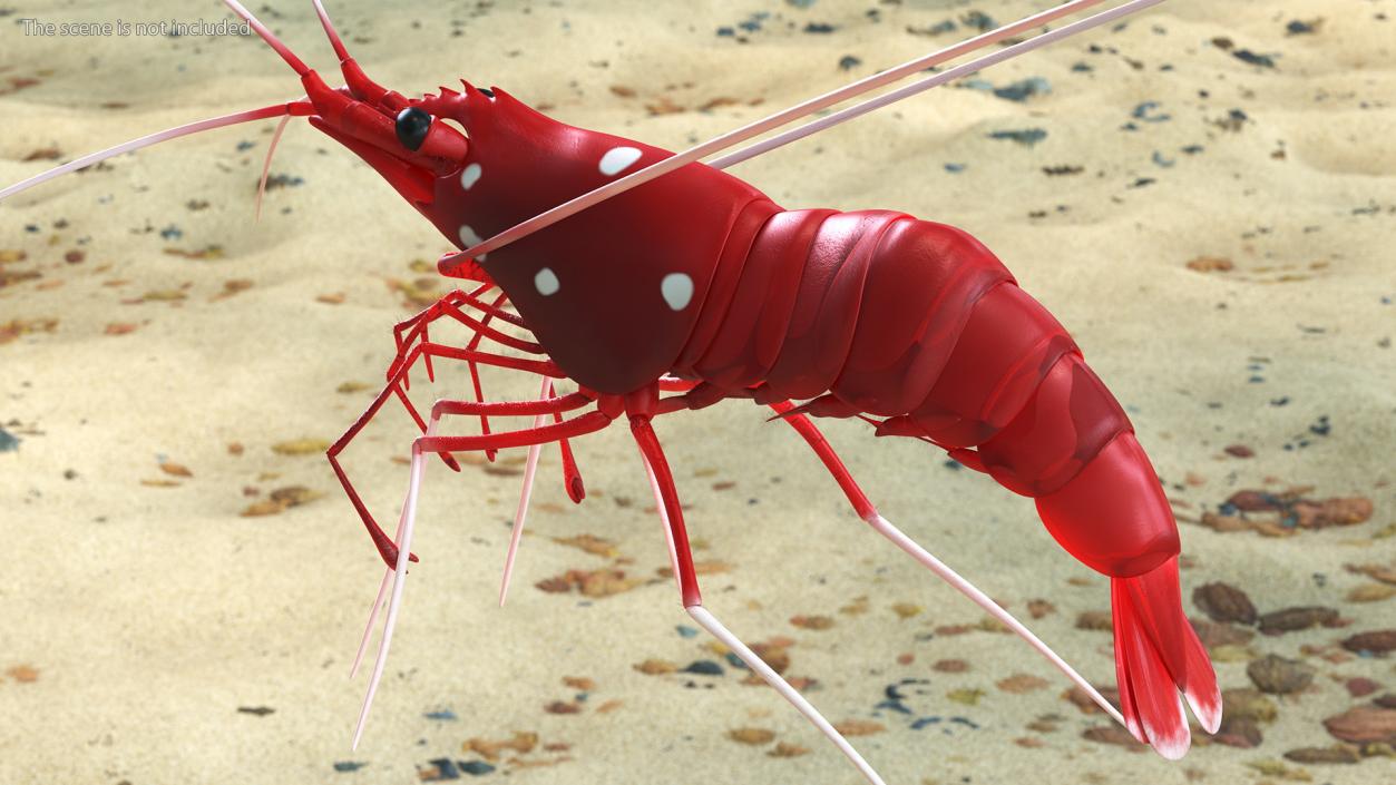 3D Fire Blood Shrimp Rigged Fur model