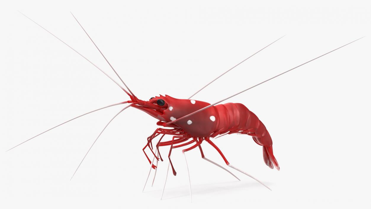 3D Fire Blood Shrimp Rigged Fur model