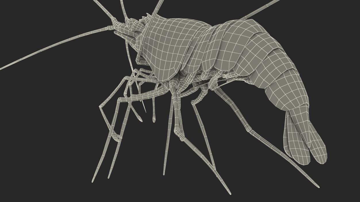 3D Fire Blood Shrimp Rigged Fur model