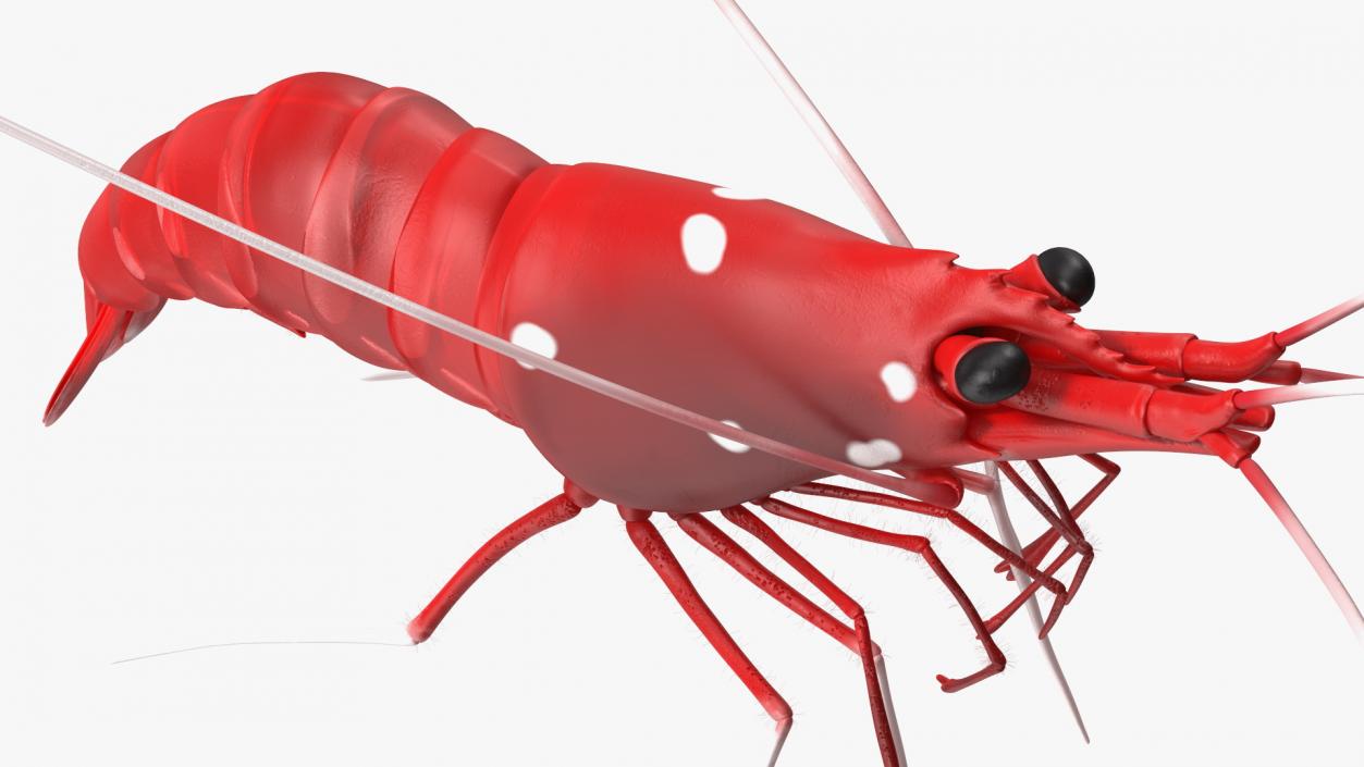 3D Fire Blood Shrimp Rigged Fur model