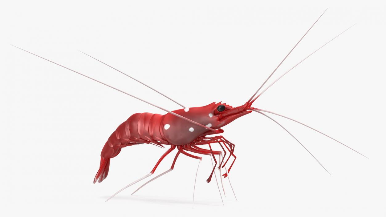 3D Fire Blood Shrimp Rigged Fur model