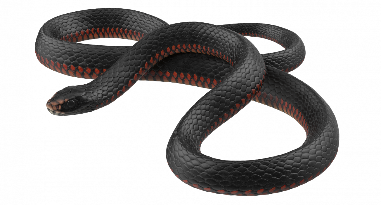 3D model Desert Black King Snake Rigged