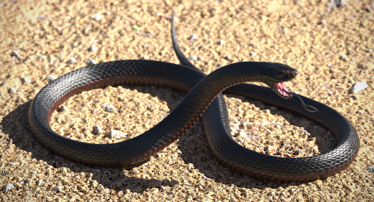 3D model Desert Black King Snake Rigged