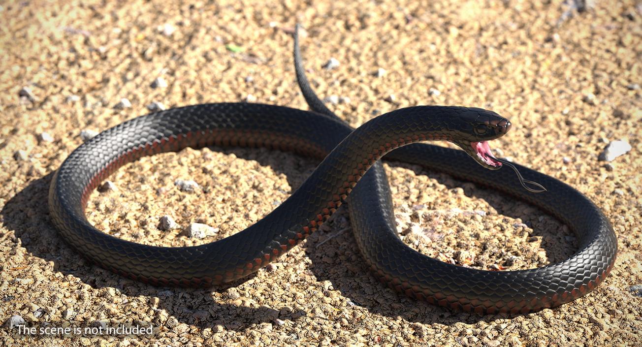 3D model Desert Black King Snake Rigged