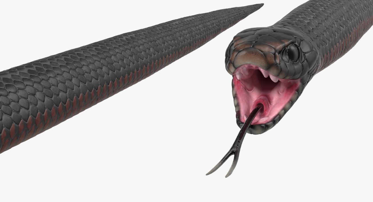 3D model Desert Black King Snake Rigged