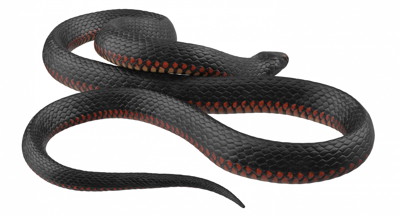 3D model Desert Black King Snake Rigged