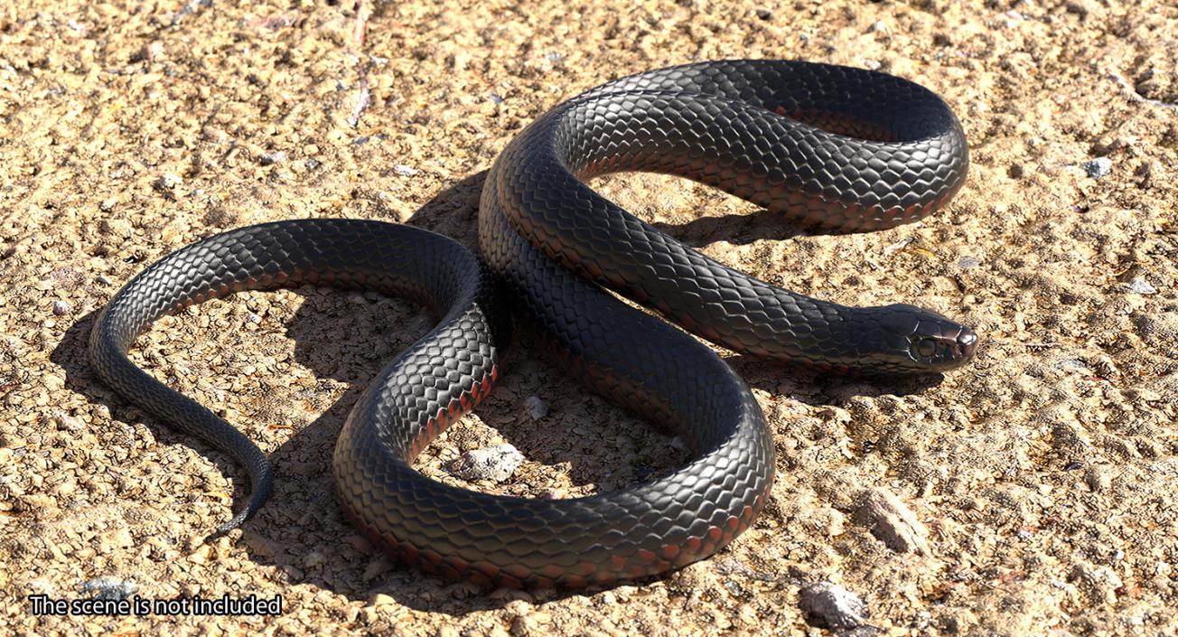 3D model Desert Black King Snake Rigged