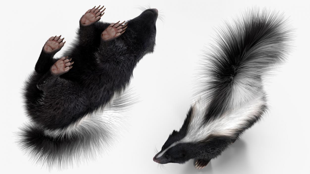 Skunk Wary Fur 3D model