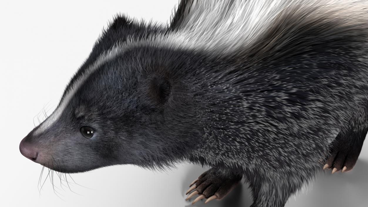 Skunk Wary Fur 3D model