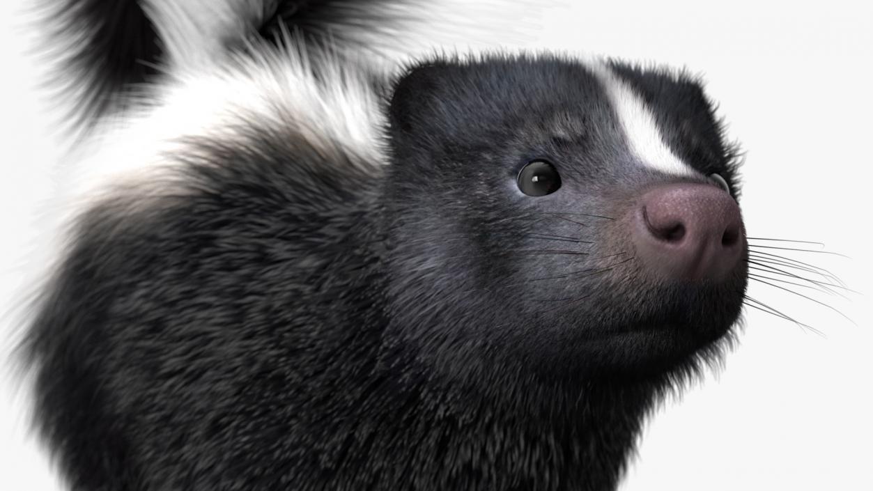 Skunk Wary Fur 3D model