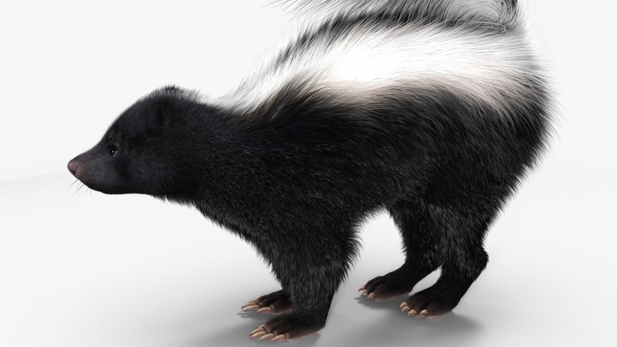 Skunk Wary Fur 3D model