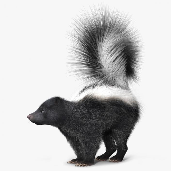 Skunk Wary Fur 3D model