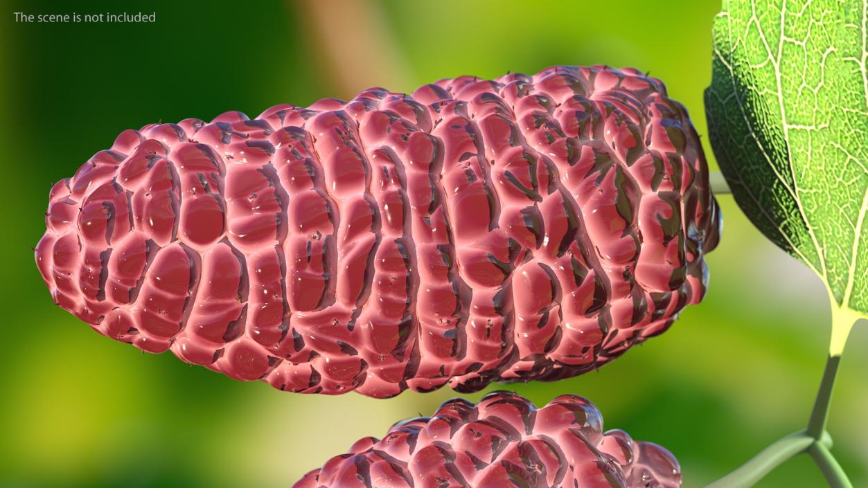 3D Mulberry Fruit Pink with Leaves