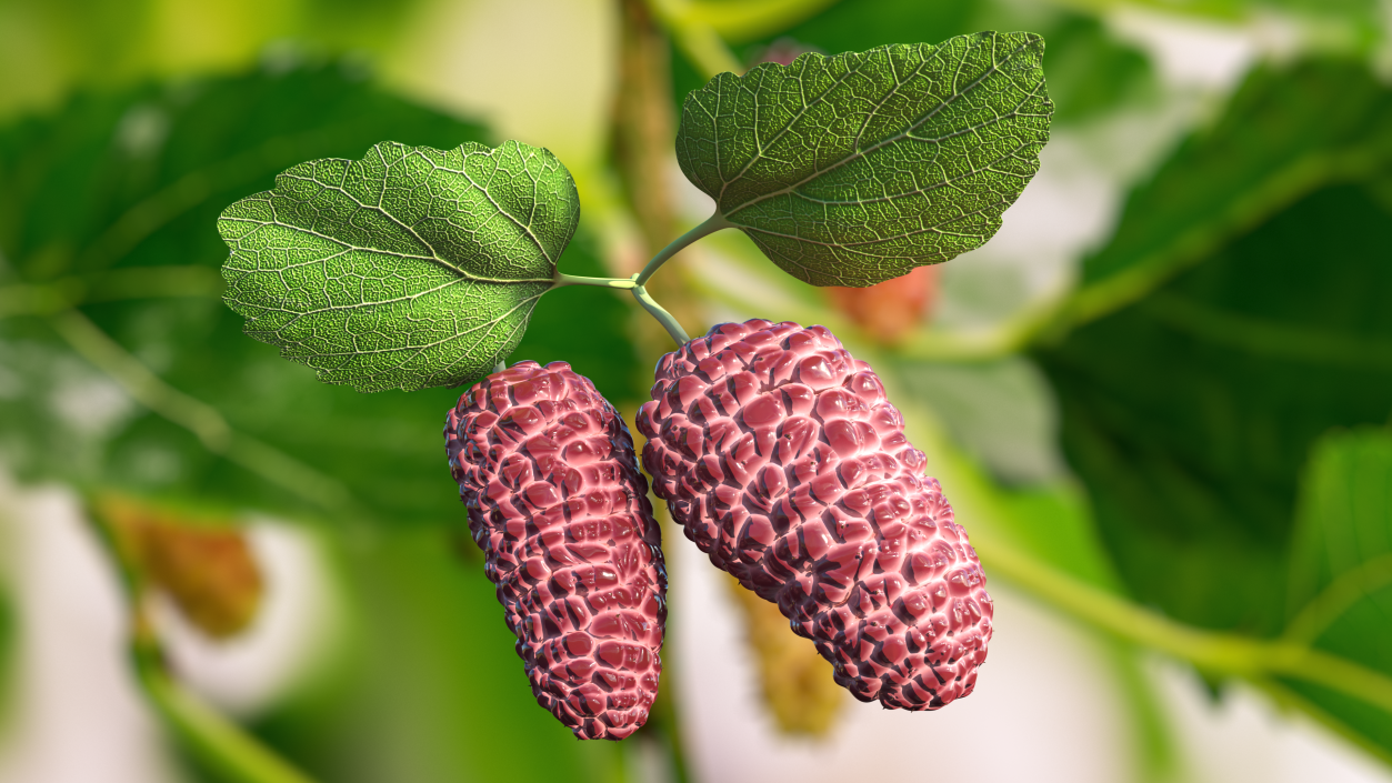 3D Mulberry Fruit Pink with Leaves