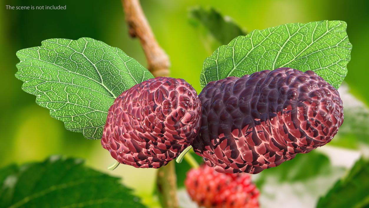 3D Mulberry Fruit Pink with Leaves