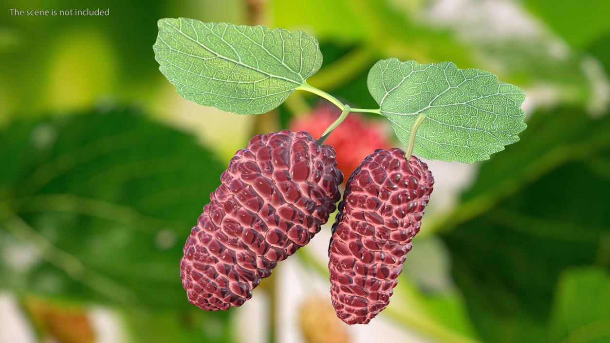 3D Mulberry Fruit Pink with Leaves