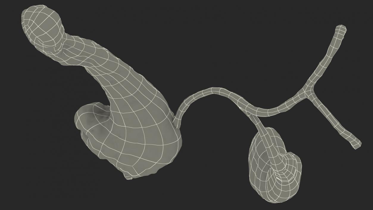 3D model Human Pancreas and Gallbladder