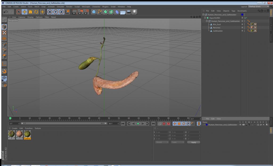 3D model Human Pancreas and Gallbladder