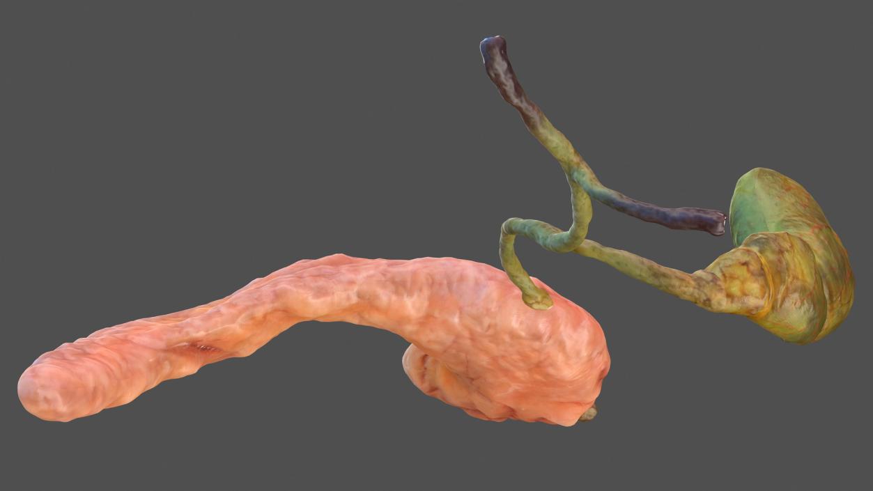 3D model Human Pancreas and Gallbladder