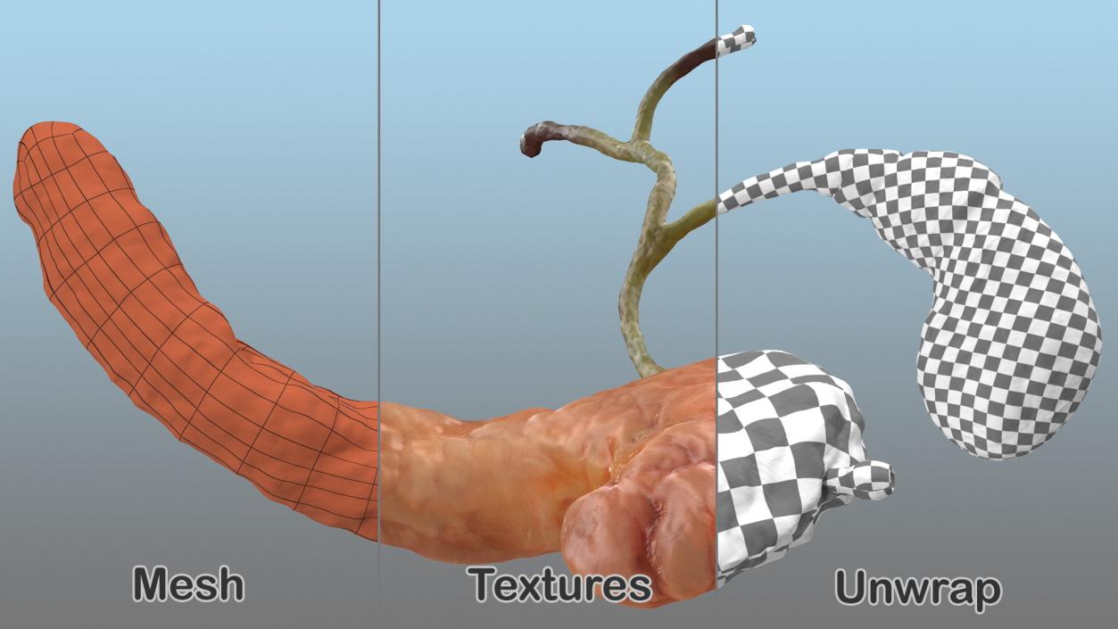 3D model Human Pancreas and Gallbladder